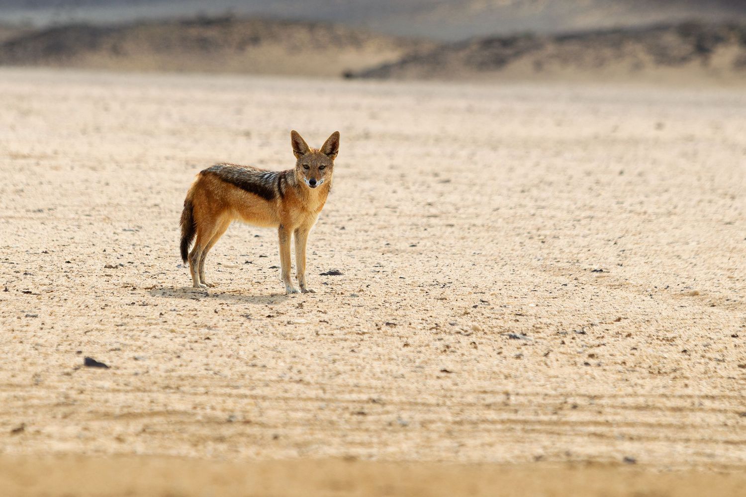 A black-backed jackal stands alert on a sandy desert plain in Africa.