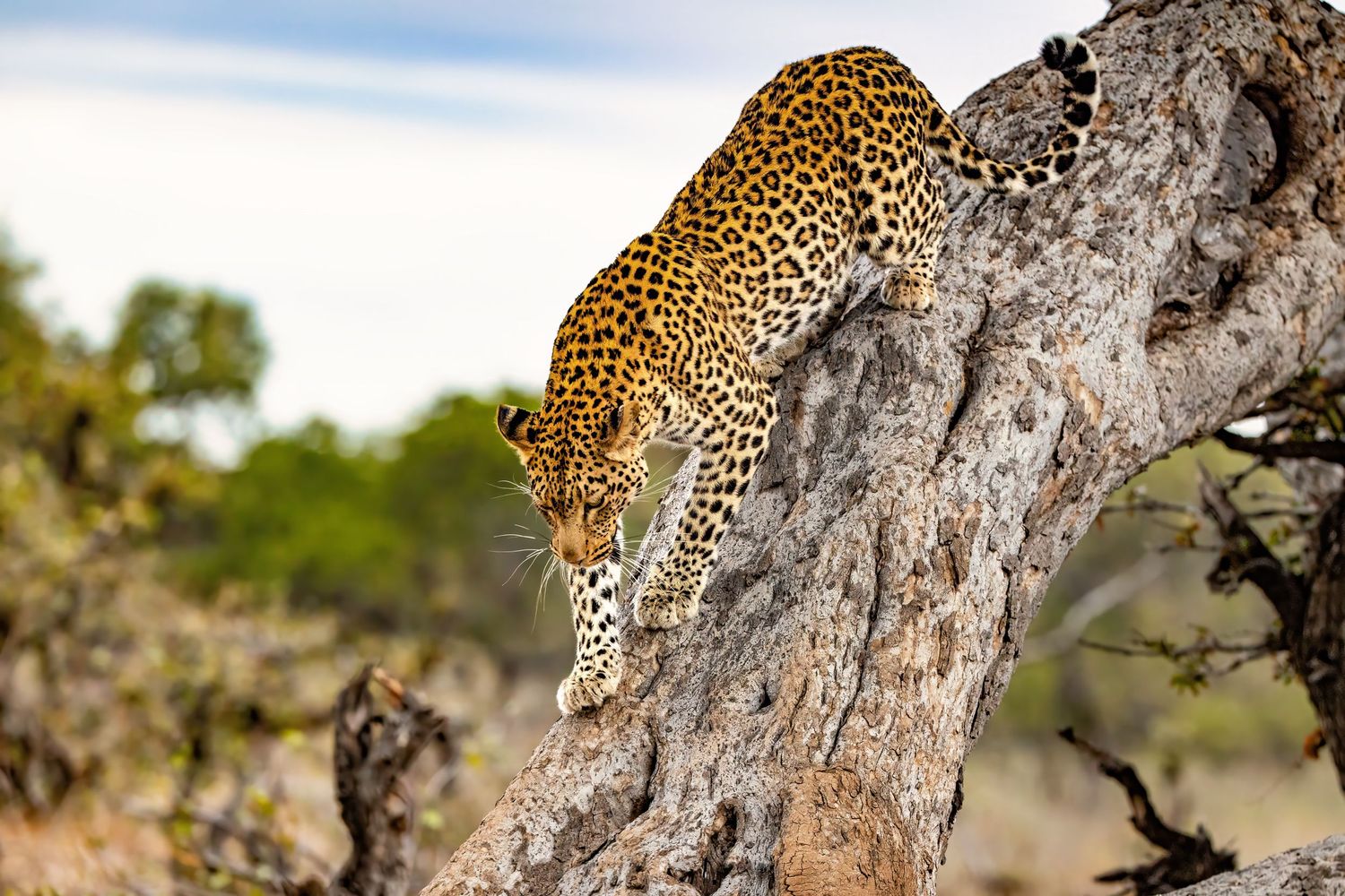 A leopard descending a gnarled tree trunk with focused intensity in a natural African bush setting.