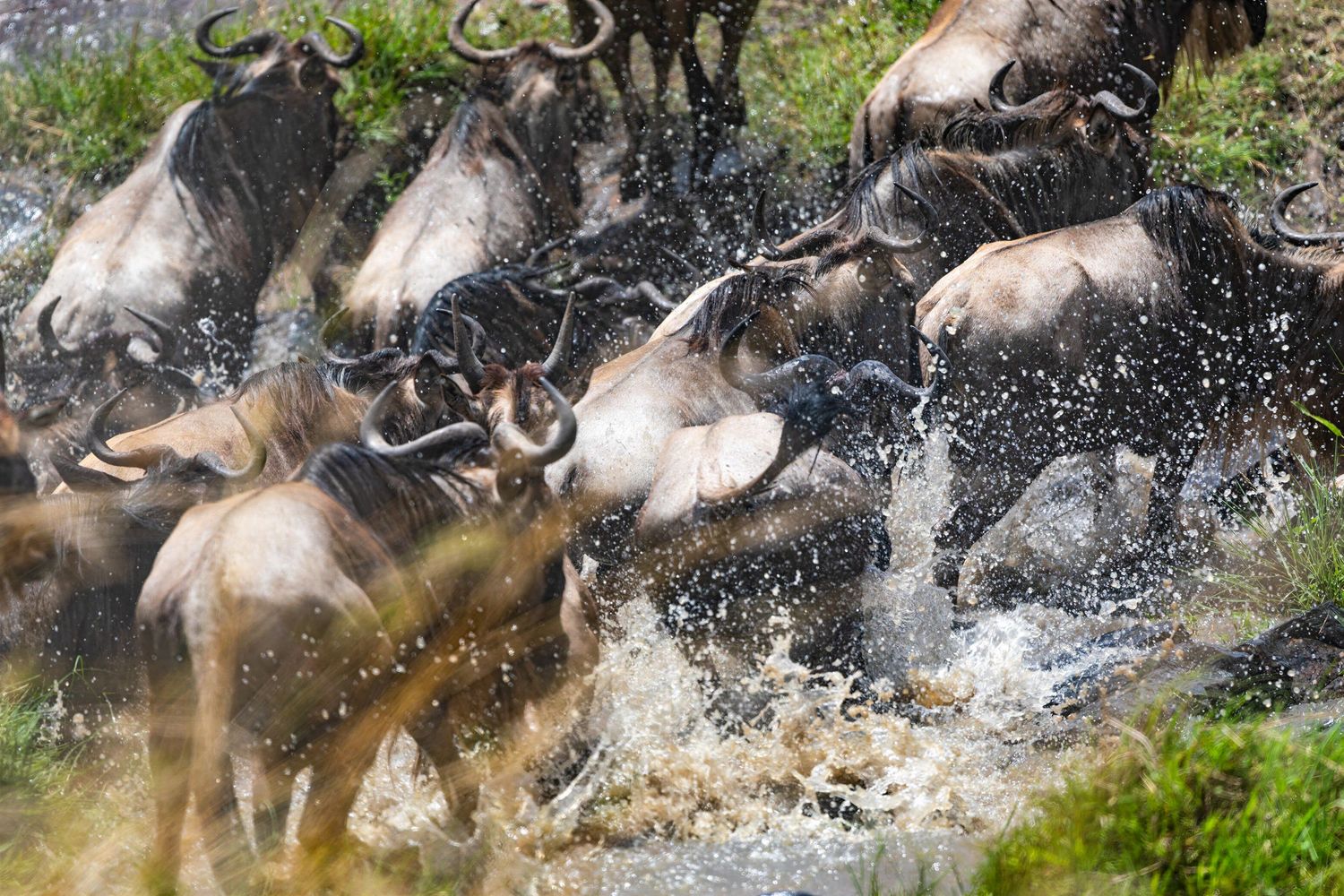 Wildebeest herd splashing through a river during the dramatic Great Migration in the Serengeti.