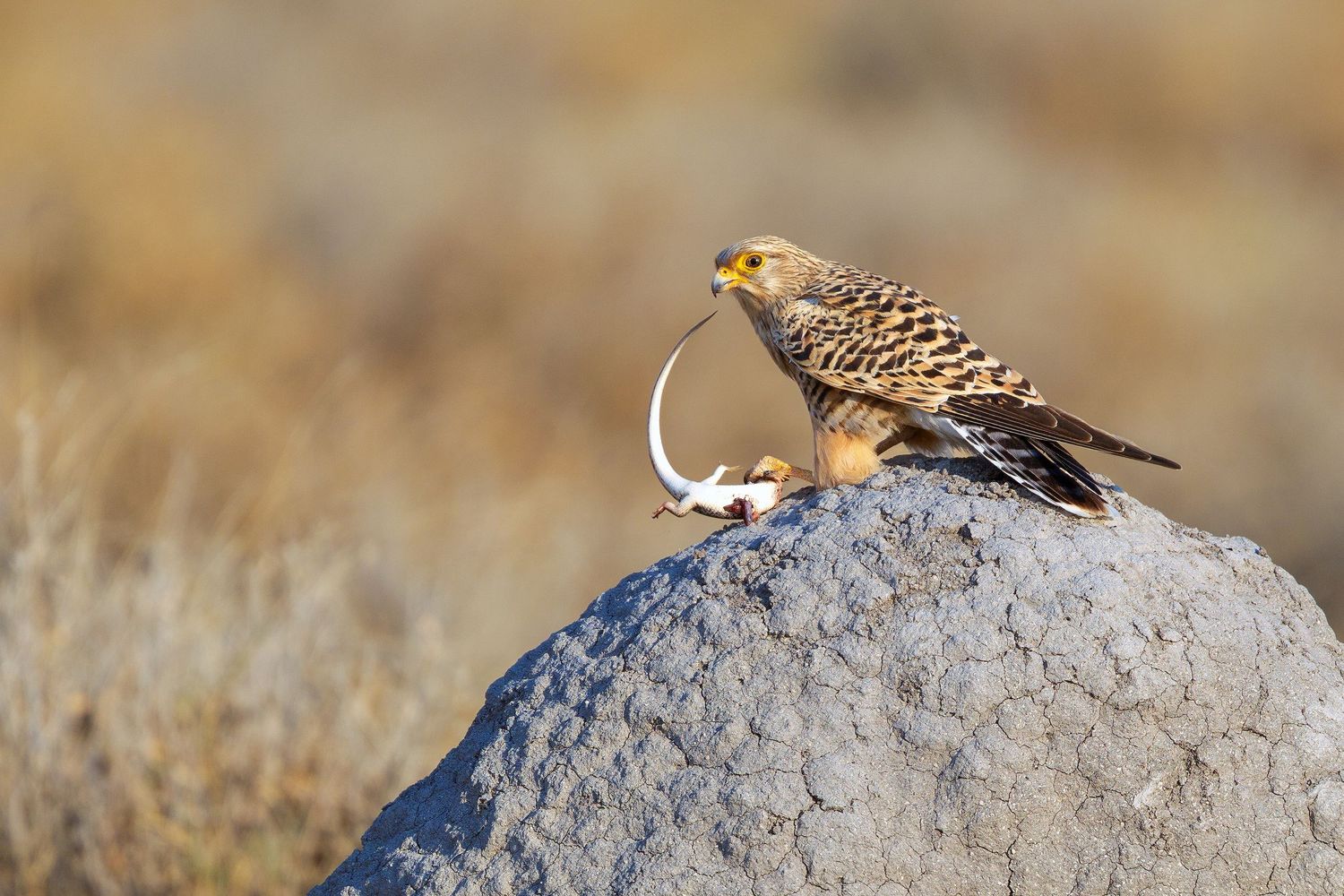 Wild kestrel falcon perched on a rock holding prey in its beak in dry grassland.
