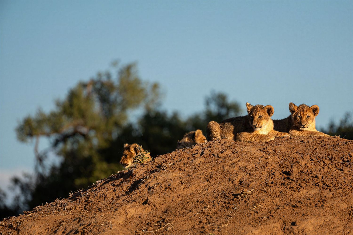 Lion cubs rest atop a rocky mound at sunset with trees and blue sky behind them.