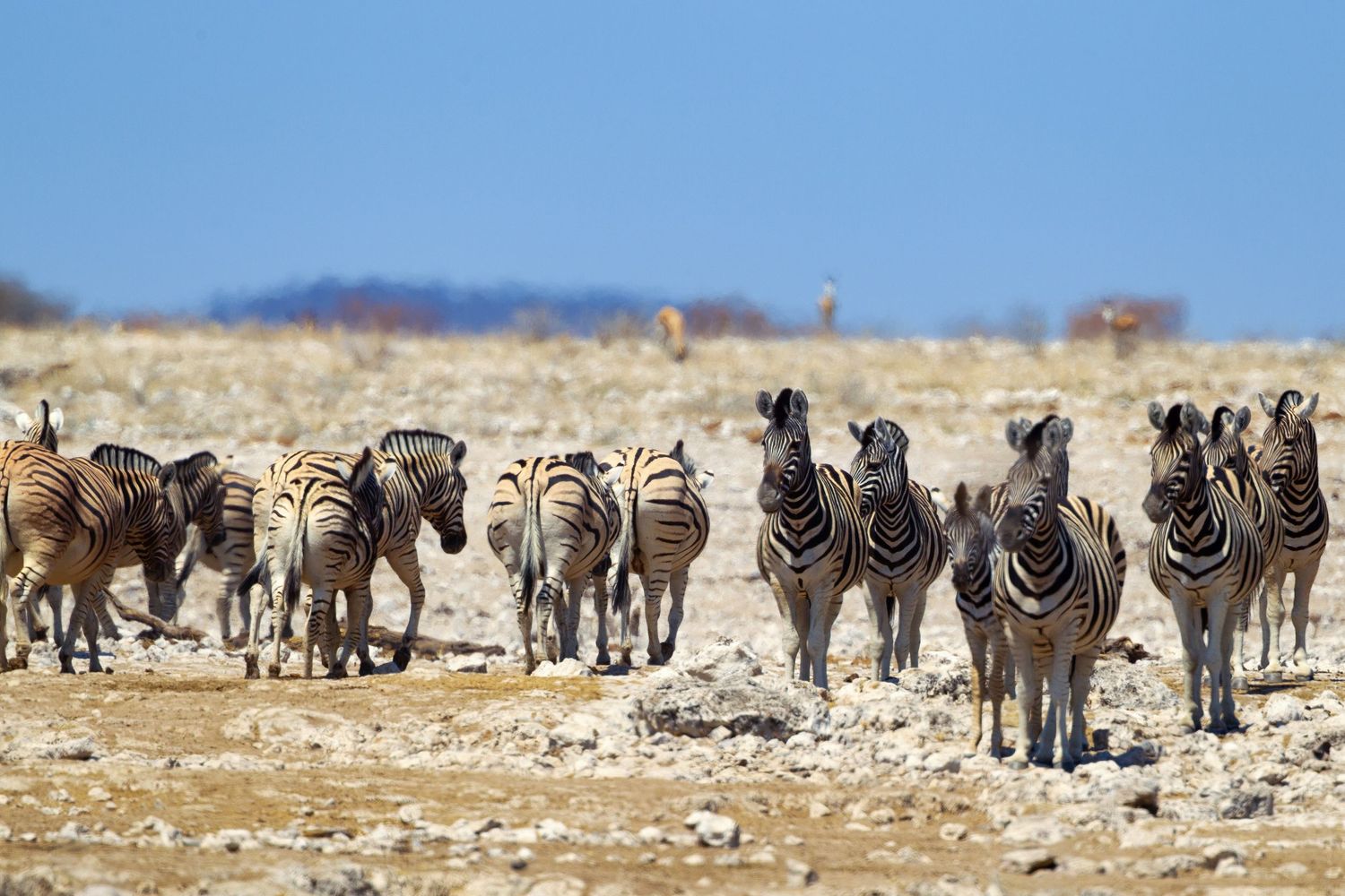 A herd of zebras standing together on a rocky arid landscape under a clear blue sky in Africa.