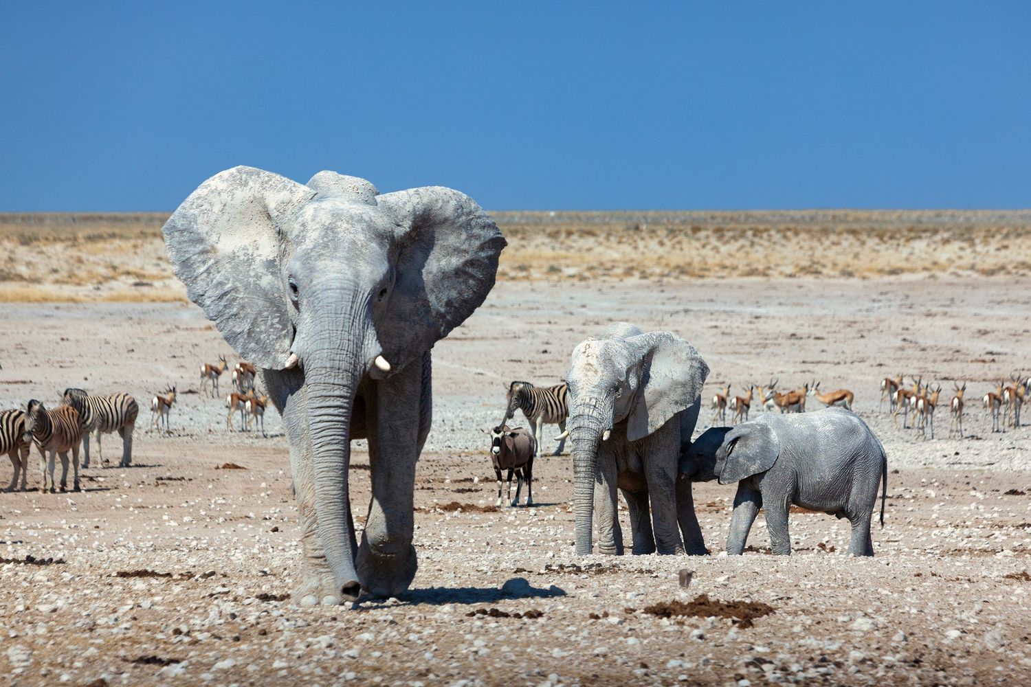 African elephant family with baby elephant and zebras gathering at Etosha National Park waterhole under vivid blue sky.