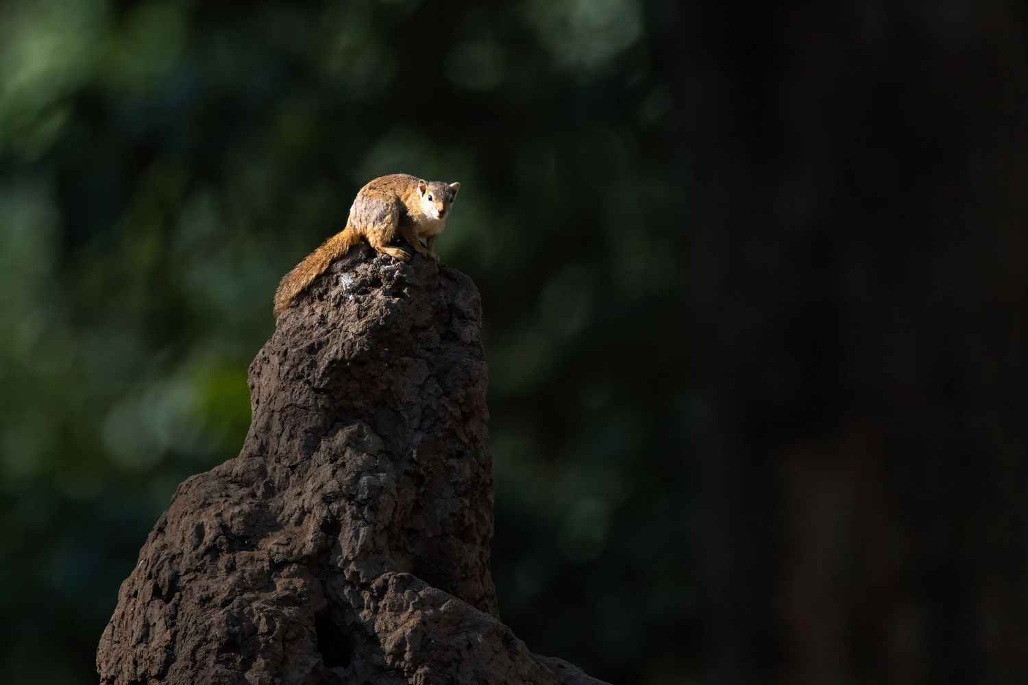 A small squirrel perched on a mound against a dark green background.