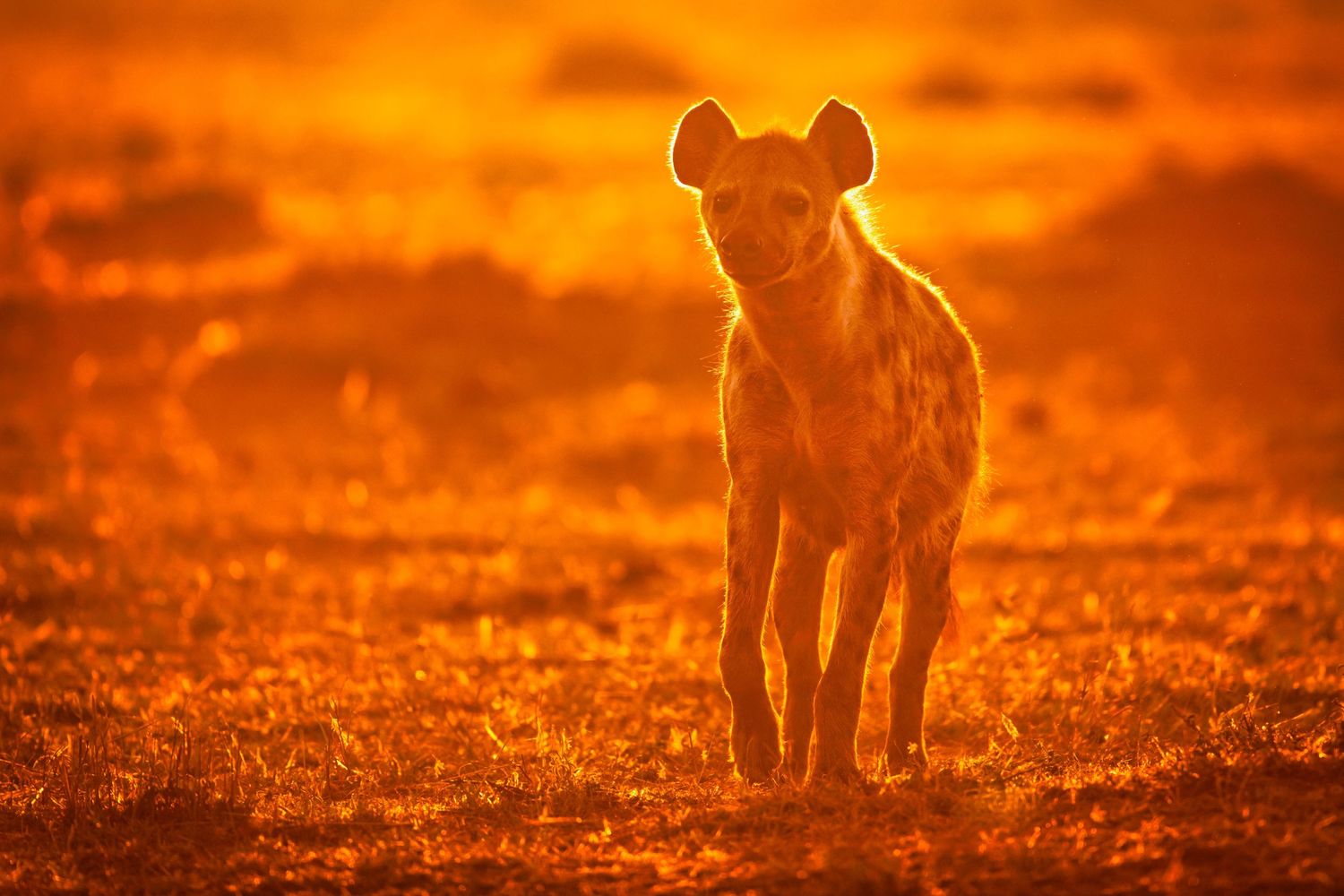 A spotted hyena walks toward camera bathed in intense orange golden light at sunrise.