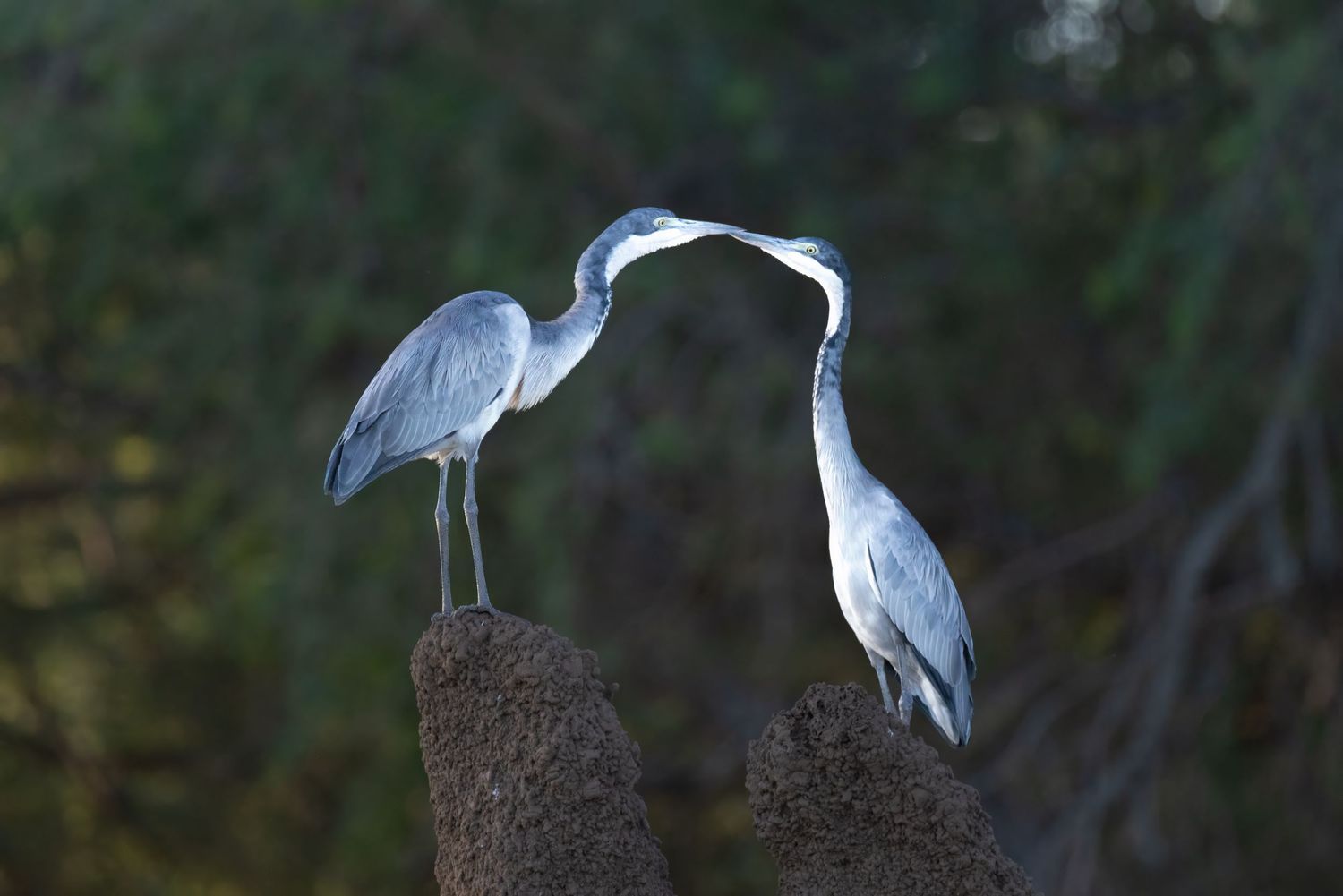 Two grey herons facing each other on termite mounds in a courtship display.