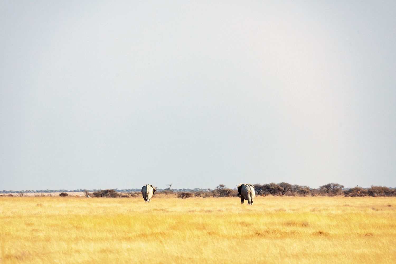 Two elephants roaming vast golden grasslands of Etosha National Park, Namibia, under overcast sky.