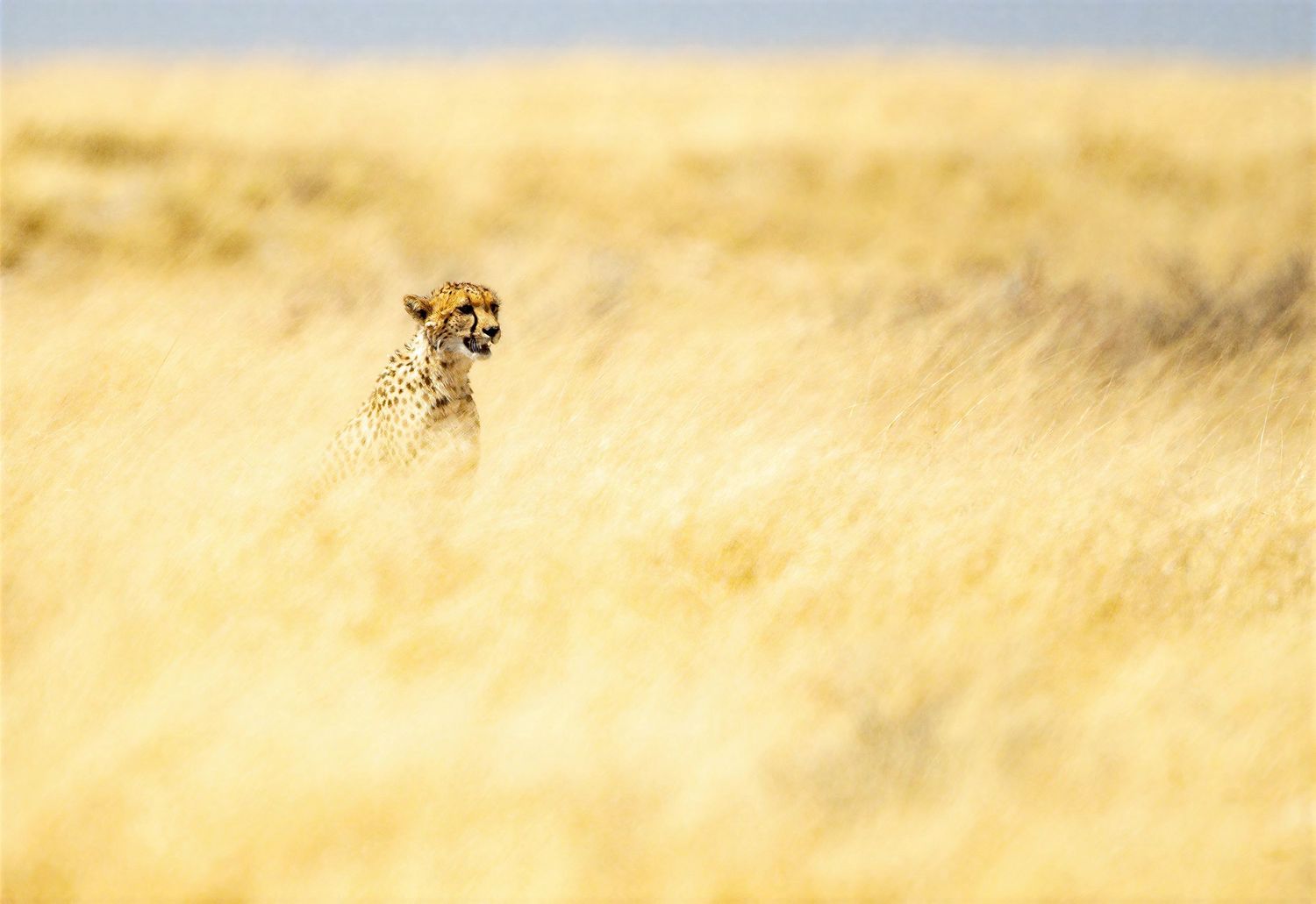 A cheetah peers above tall golden grass on the African savanna, perfectly camouflaged in its habitat.
