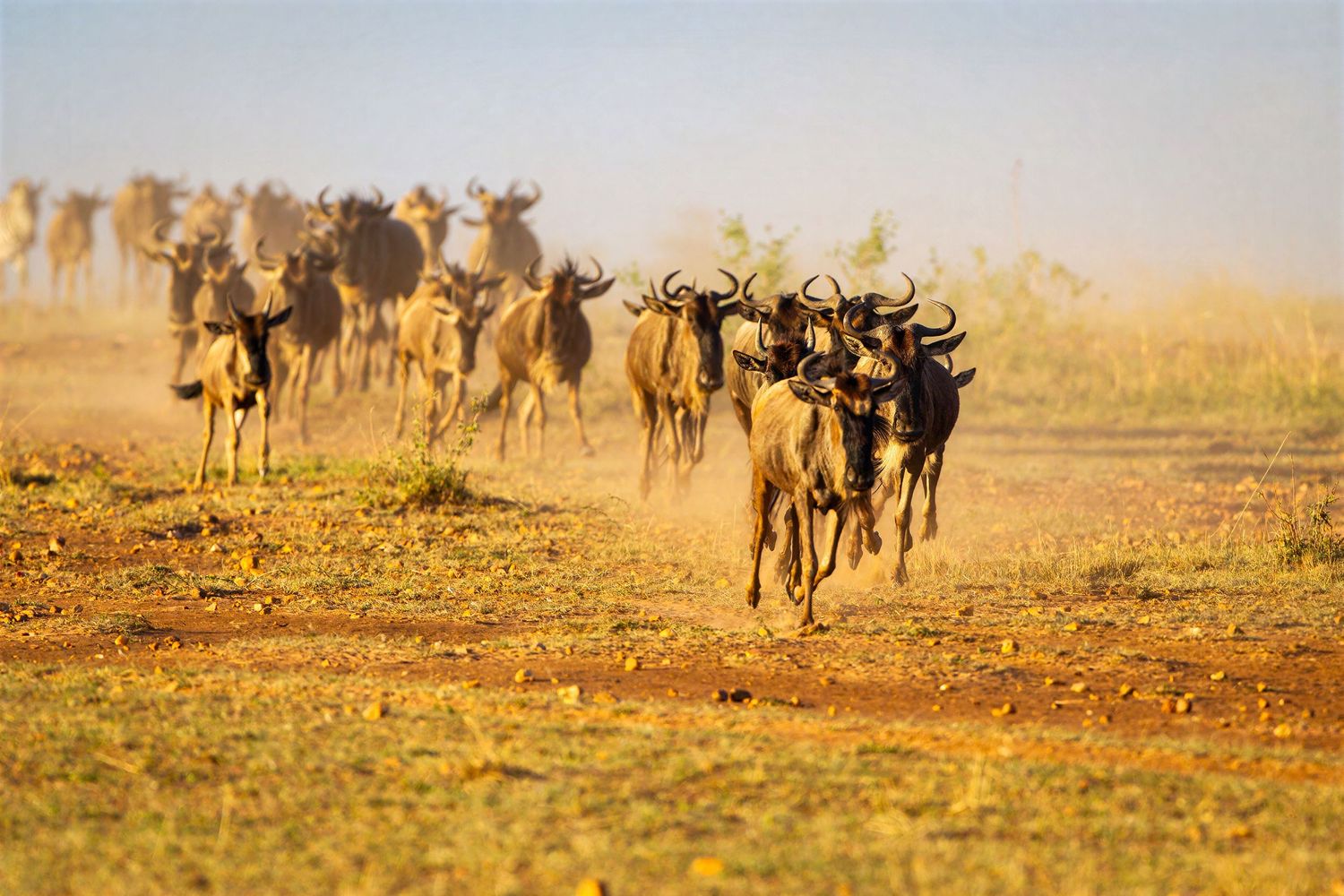 Herd of wildebeest running across dusty African savanna plains during the Great Migration.