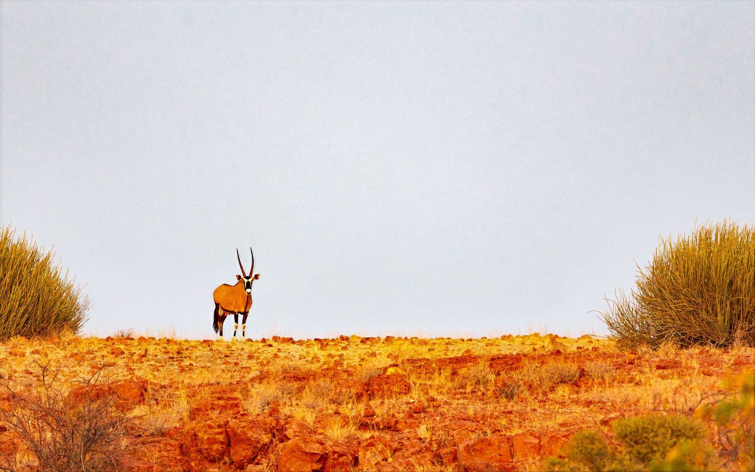 A solitary oryx stands on a red rocky hillside with sparse desert vegetation under a pale grey sky.