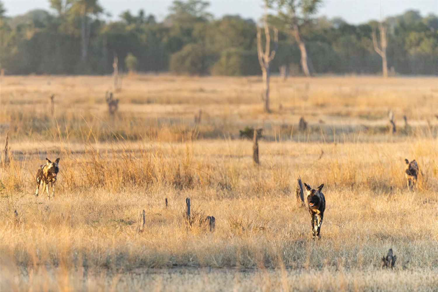 Pack of African wild dogs roaming through golden dry grasslands in warm afternoon light.