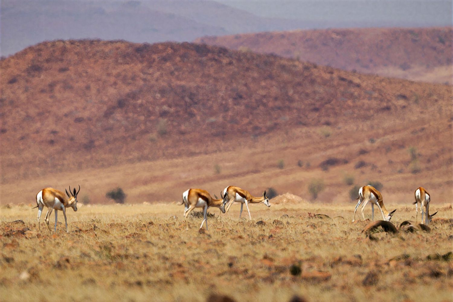 A herd of springbok antelope grazes on arid savanna with red mountains behind.
