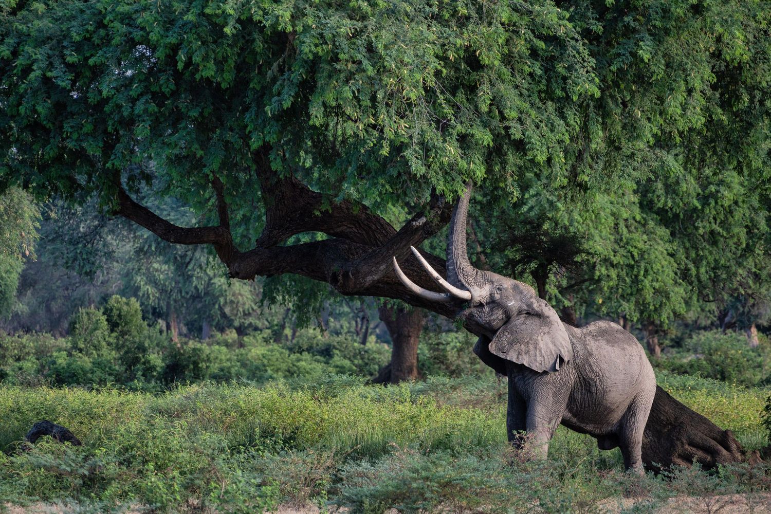 An African elephant reaches up with its trunk to pull branches from a large green tree in the wild.