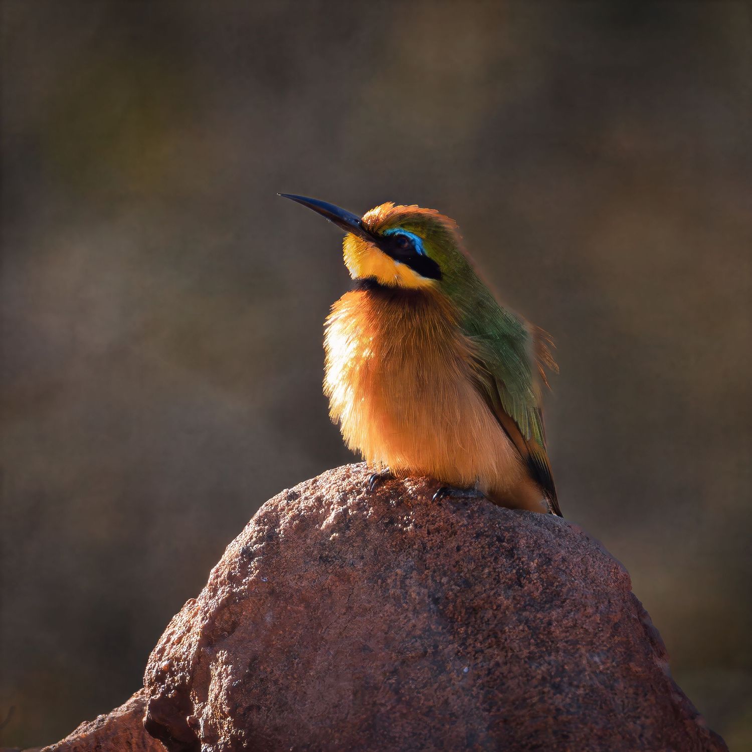 A colorful bee-eater bird with golden and green plumage perches on a rocky surface against a blurred background.