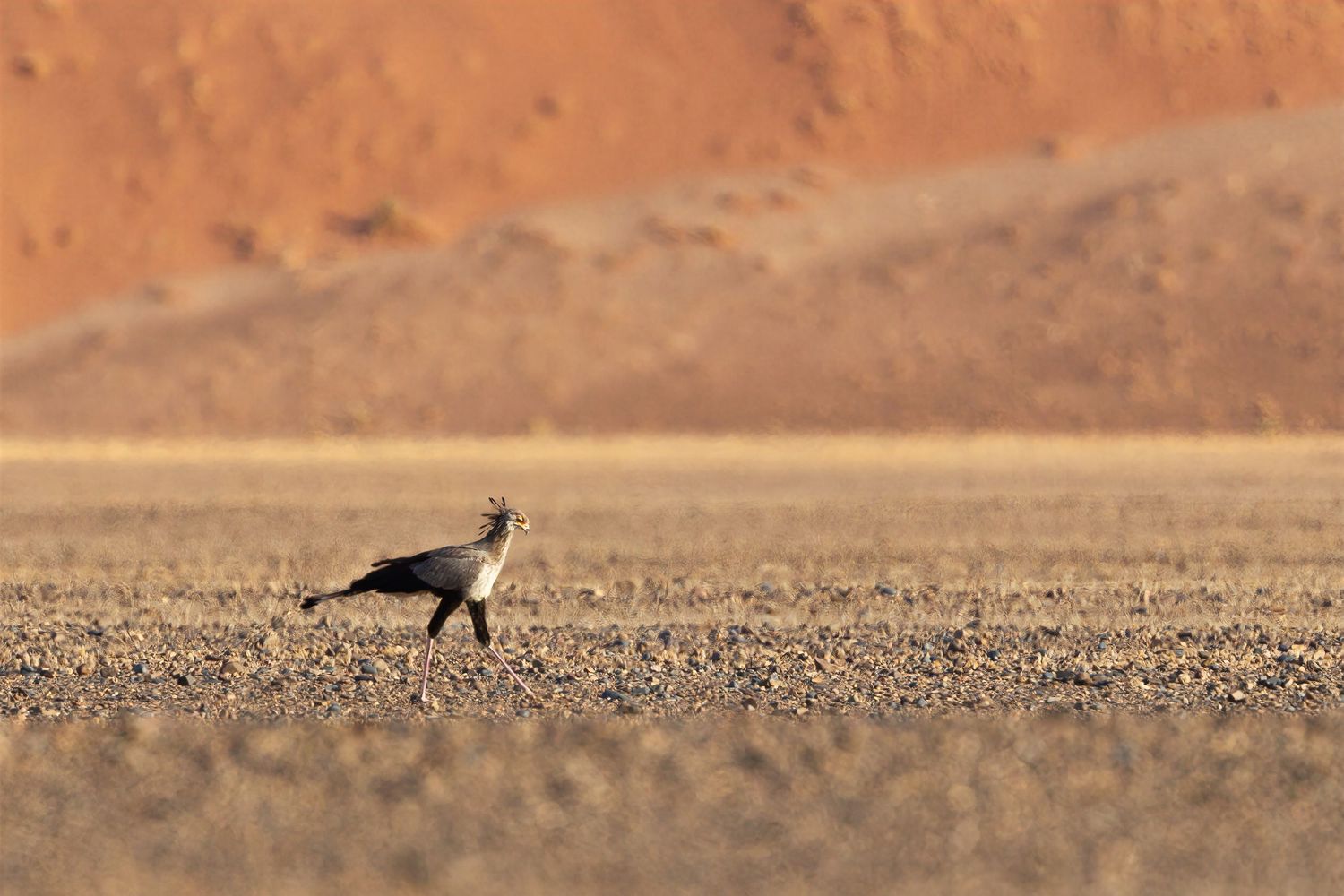 A lone bird of prey stands on arid desert ground with a vivid orange sand dune in the background.