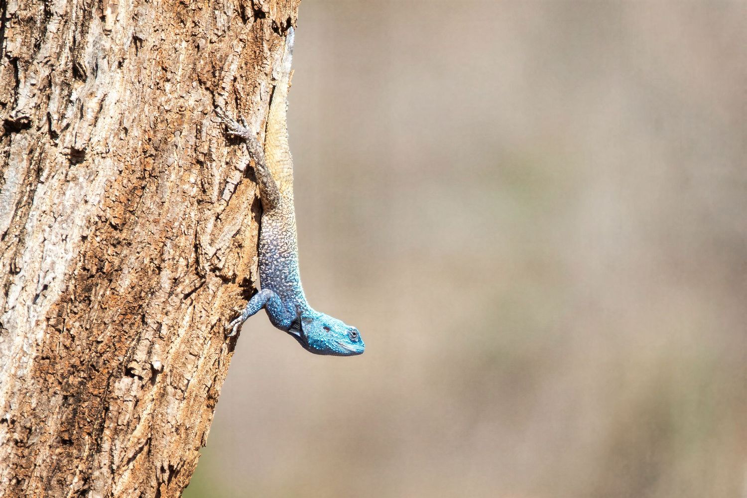 A blue lizard clinging to the bark of a tree trunk in a natural outdoor setting.