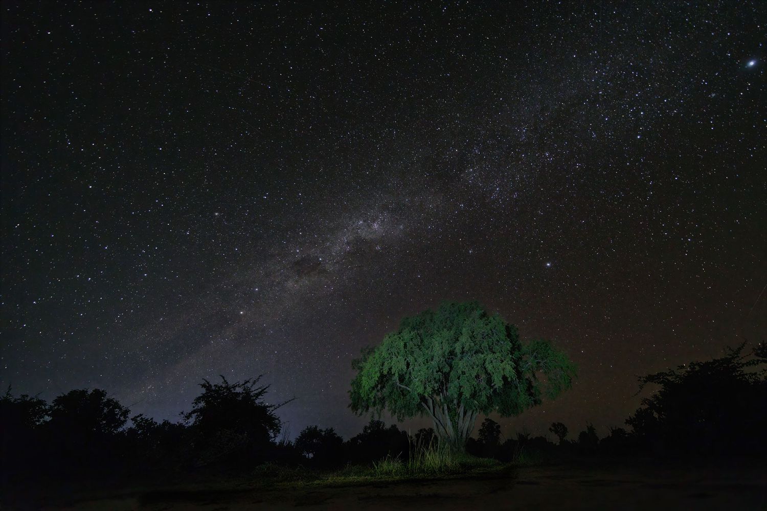 The Milky Way galaxy illuminates the night sky above a lone green tree in the African wilderness.
