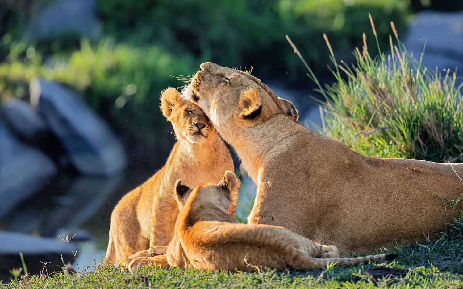 A lioness tenderly nuzzles her playful cub on green grass in warm sunlight.