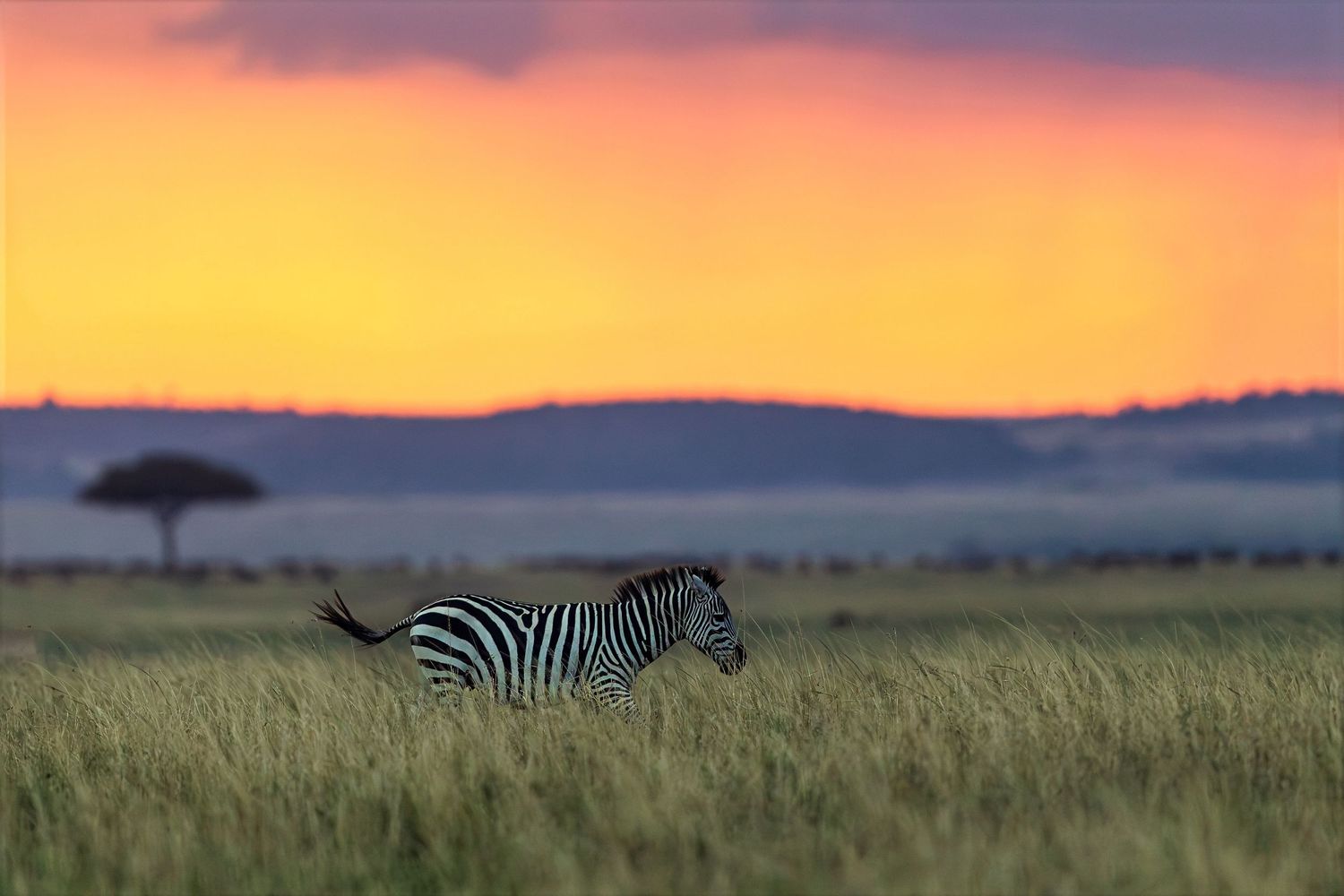 A lone zebra runs through tall grass beneath a vivid orange and pink African sunset.
