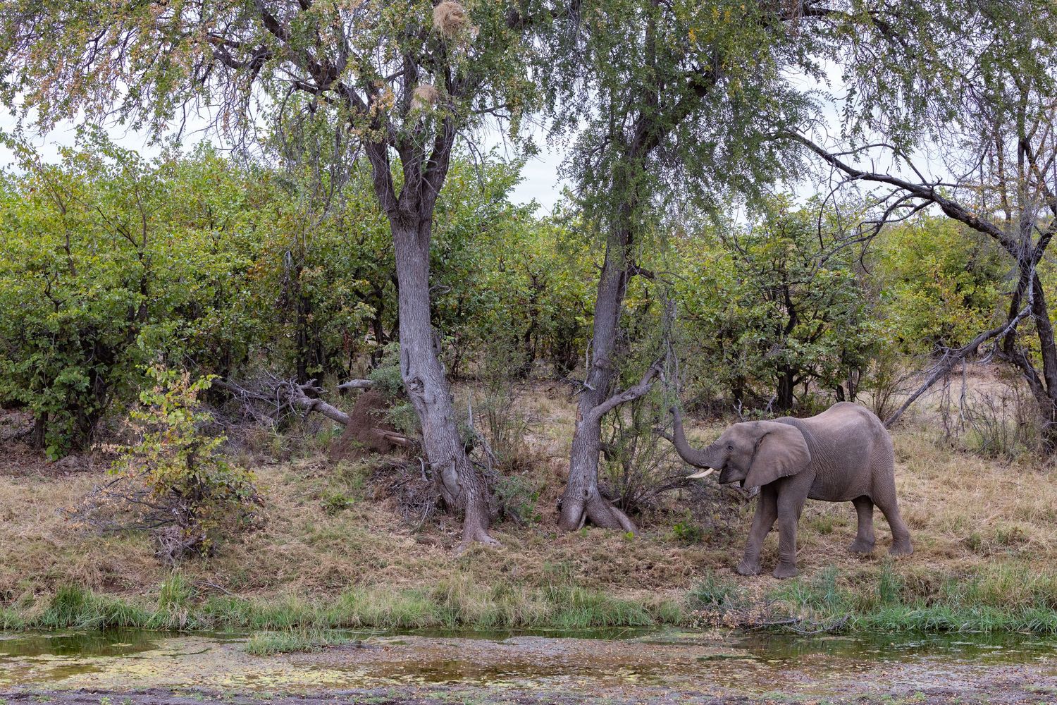 An African elephant walking near lush green trees along a riverbank.