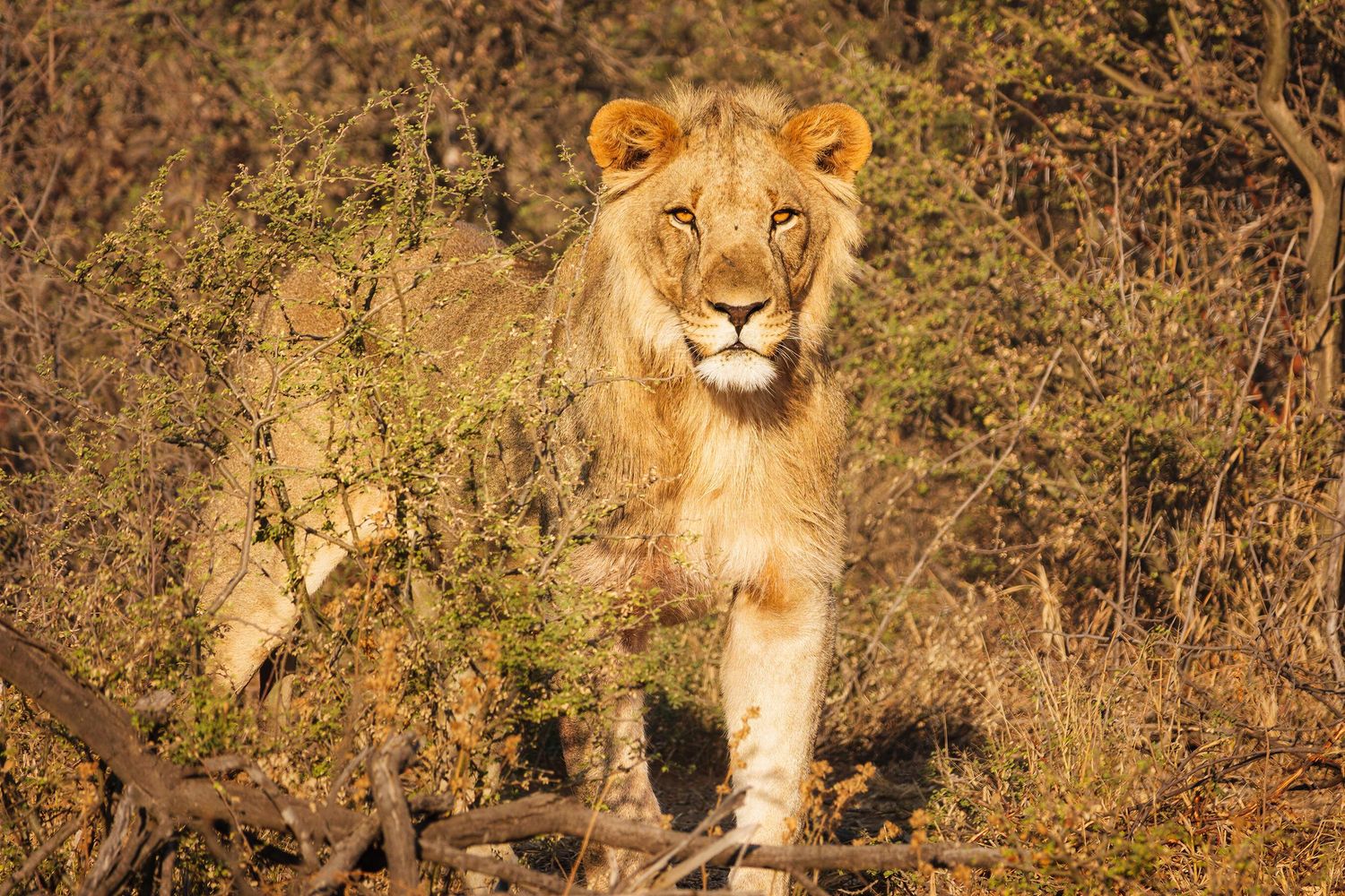 A young male lion walks through dry African bush scrubland in warm golden sunlight.