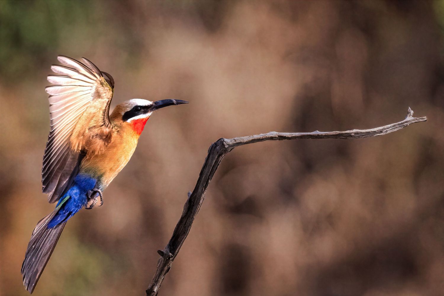 Colorful white-fronted bee-eater perched on a twisted branch with wings spread in warm light.