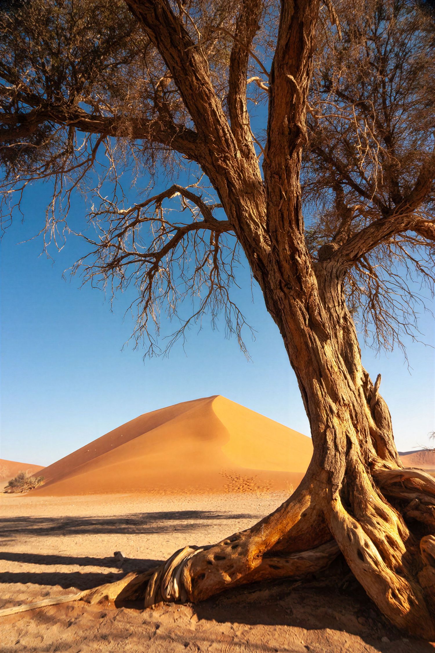 Ancient gnarled tree with exposed roots frames a glowing orange sand dune under clear blue sky Namibia.
