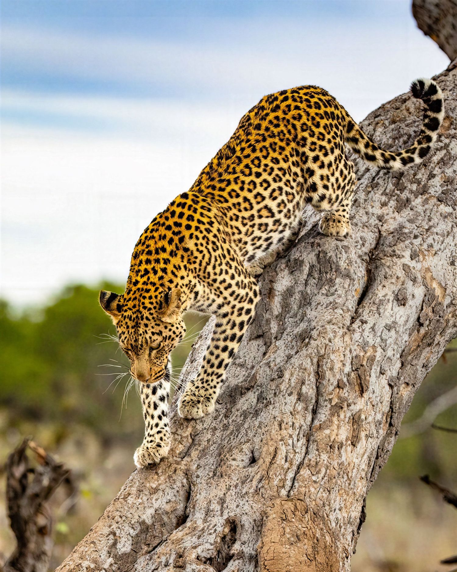 A leopard climbs down a large tree trunk in the African savanna under a blue sky.