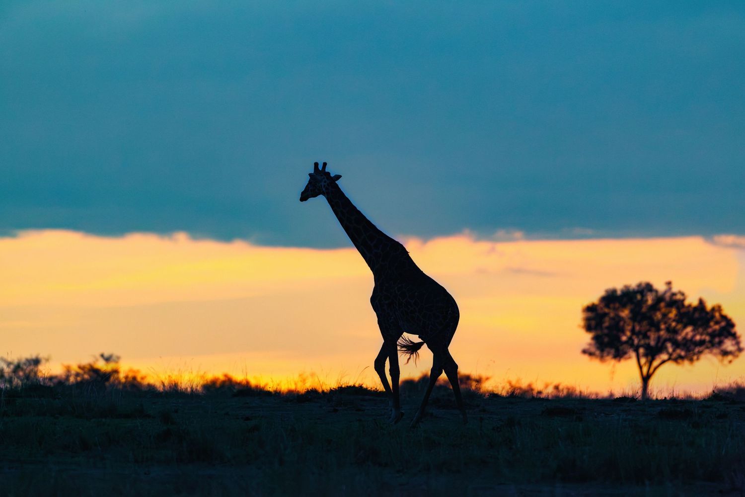 A giraffe silhouetted against a dramatic orange and blue sunset sky on the African savanna at dusk.