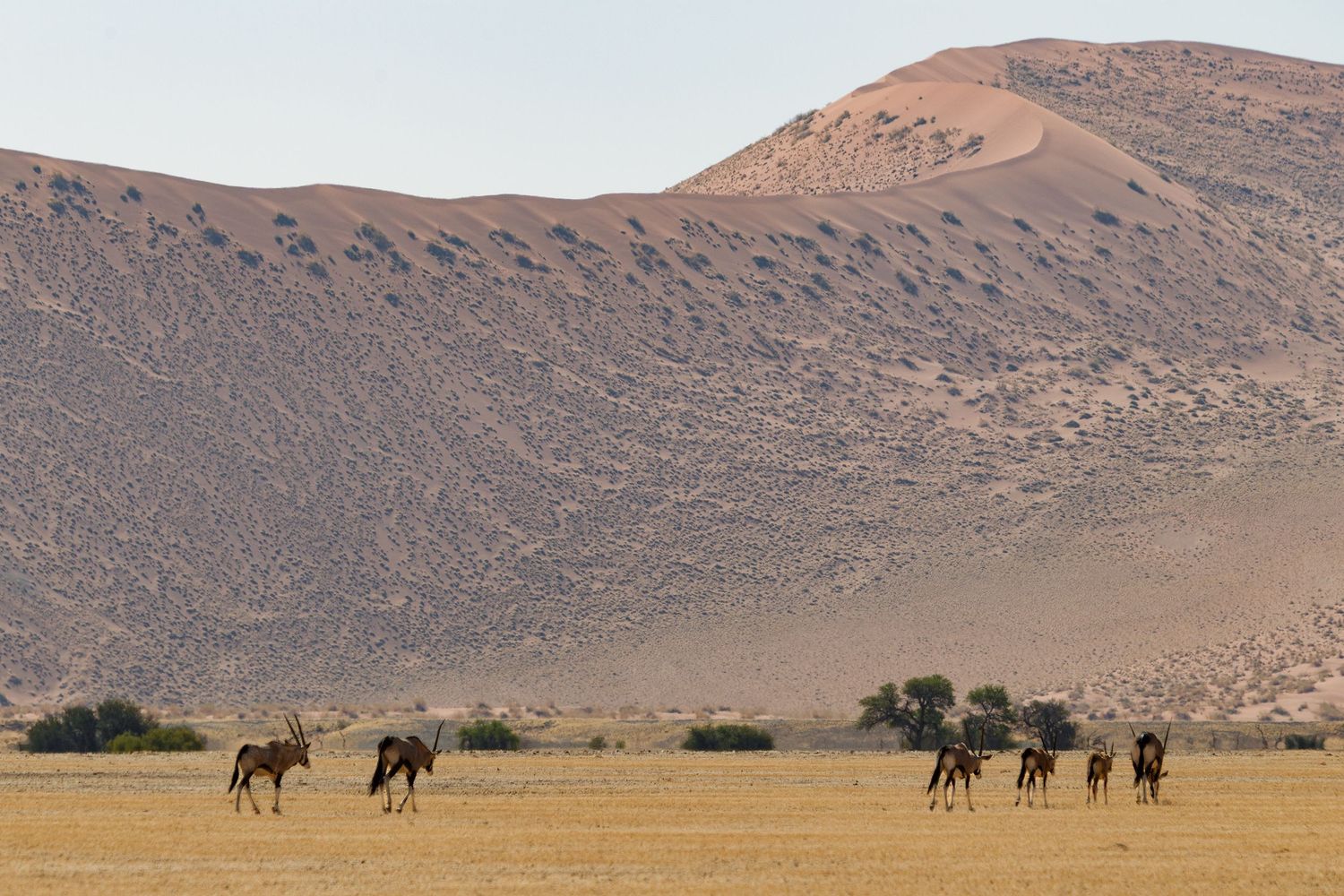 A herd of oryx walking across vast desert plains beneath towering sand dunes.