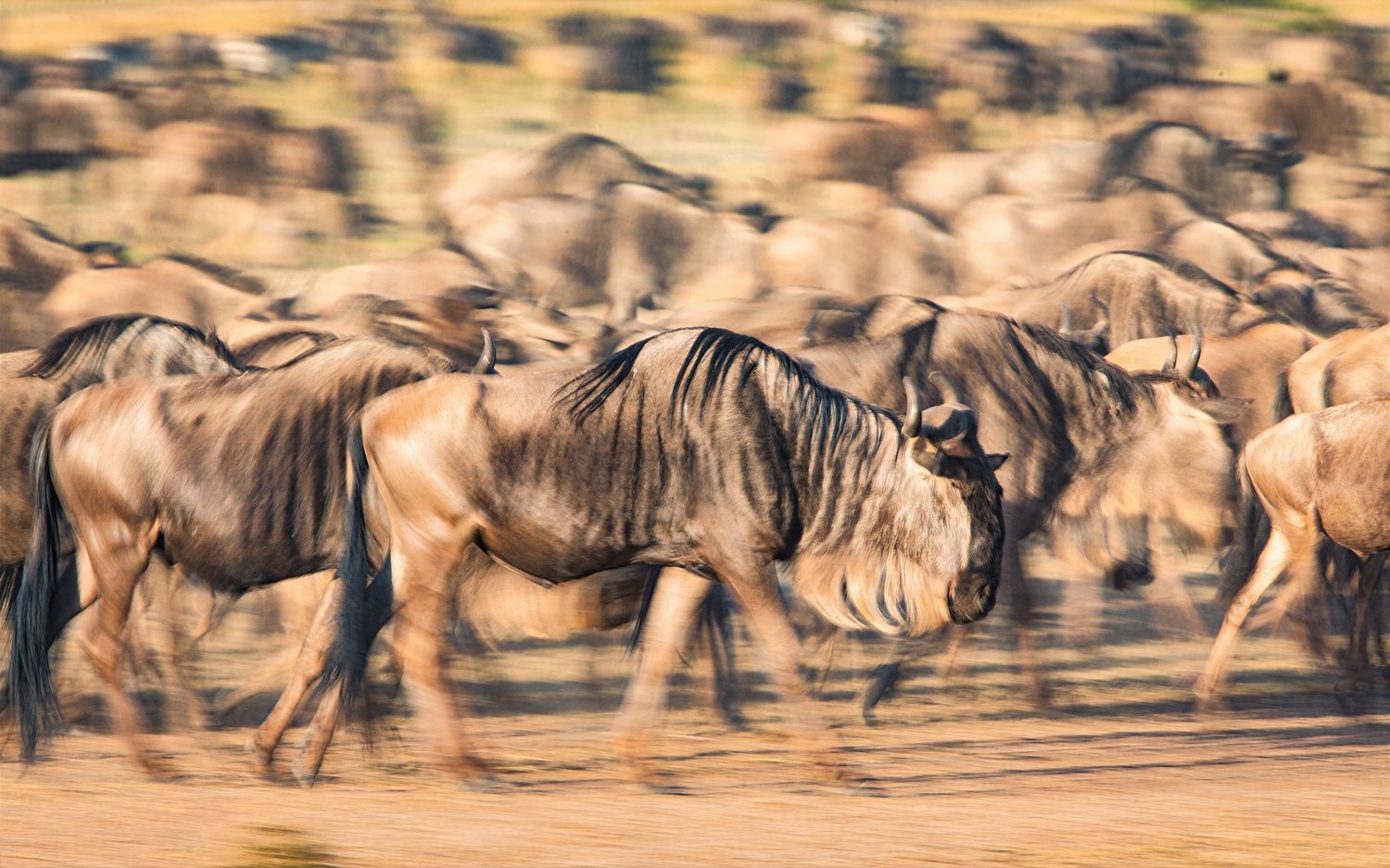 A herd of wildebeest runs in a motion-blurred stampede across the African plains.