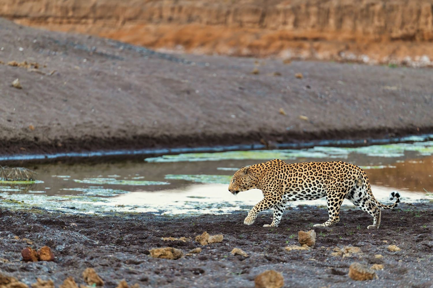 A leopard prowling along a muddy waterhole edge in the African wilderness.