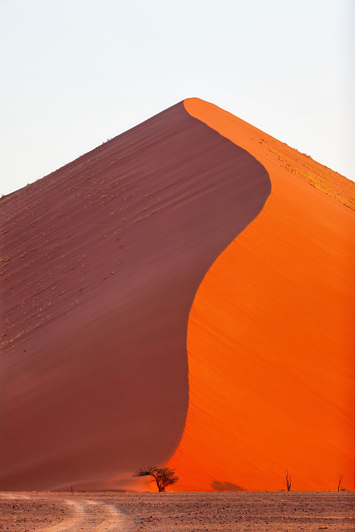 Towering vibrant orange sand dune at Sossusvlei Namibia with a lone dead tree at its base.