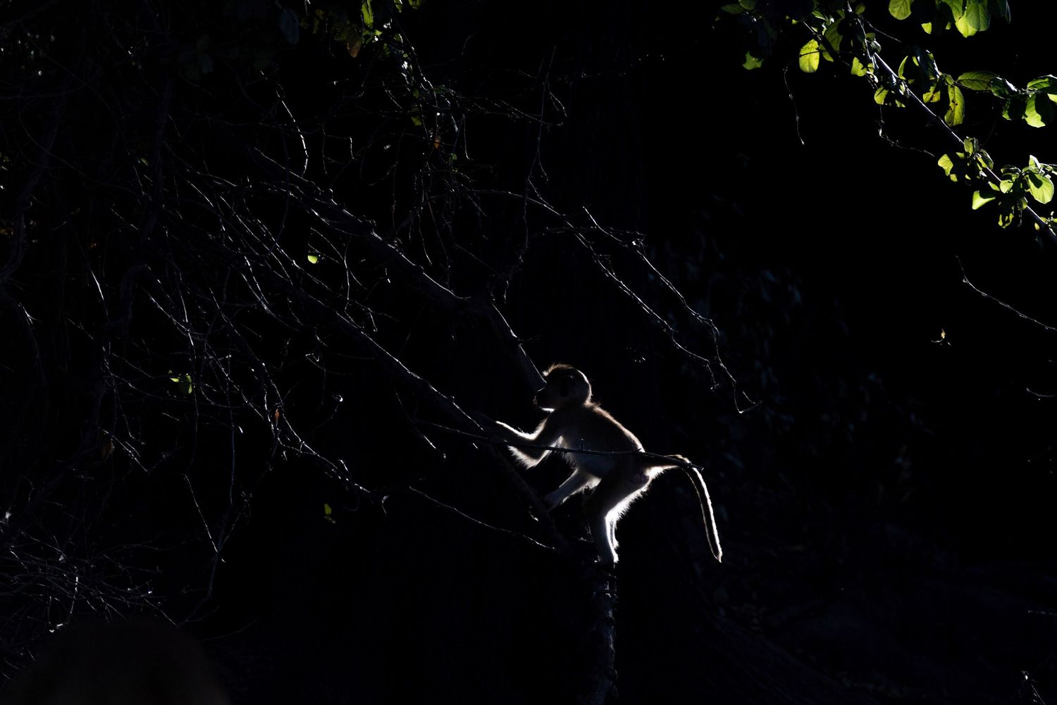 A monkey silhouetted in darkness climbs through dense forest branches in a striking contrast of light.