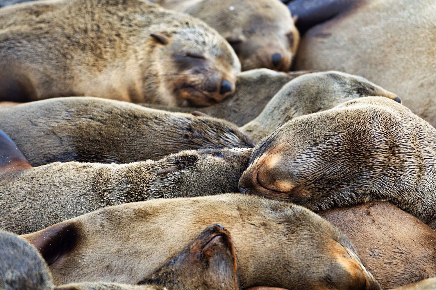 A group of Cape fur seals sleeping closely together on a rocky surface in Namibia.