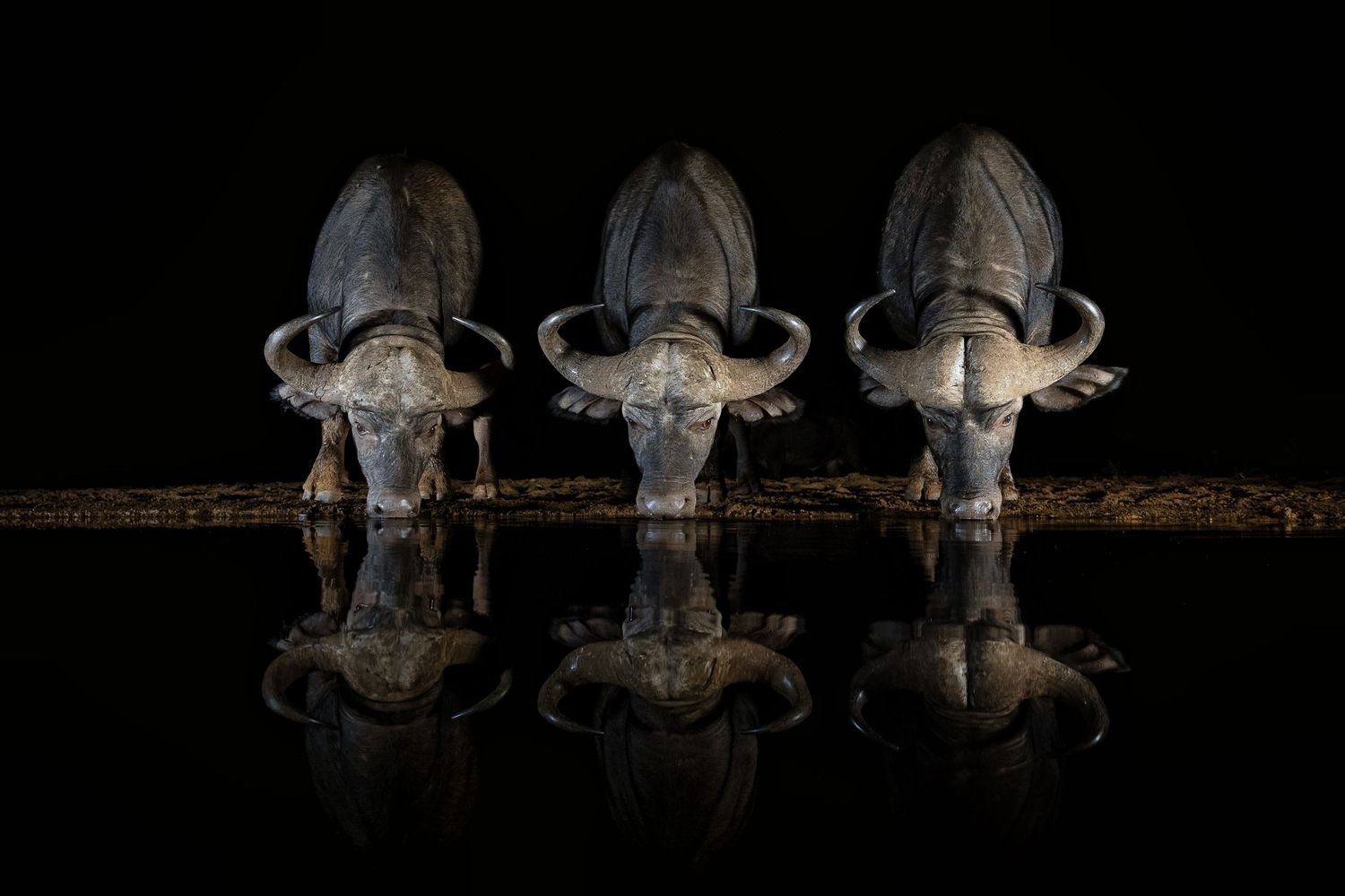 Three Cape buffalo drink from a watering hole at night, perfectly reflected in the still dark water.