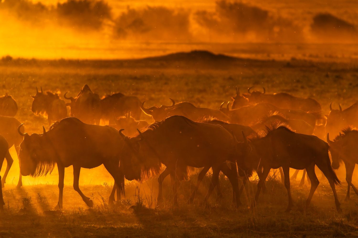 Large herd of wildebeest migrating across golden dusty plains at dramatic fiery sunset in Africa.