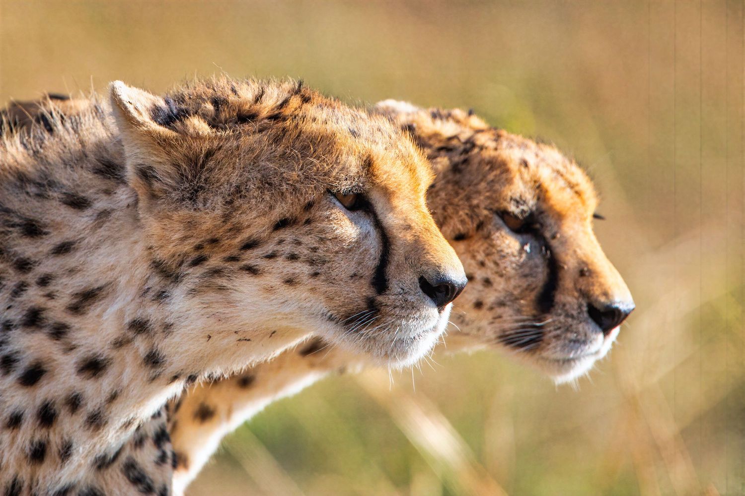 Two cheetahs in profile gaze intently through golden grasslands in stunning African safari portrait.