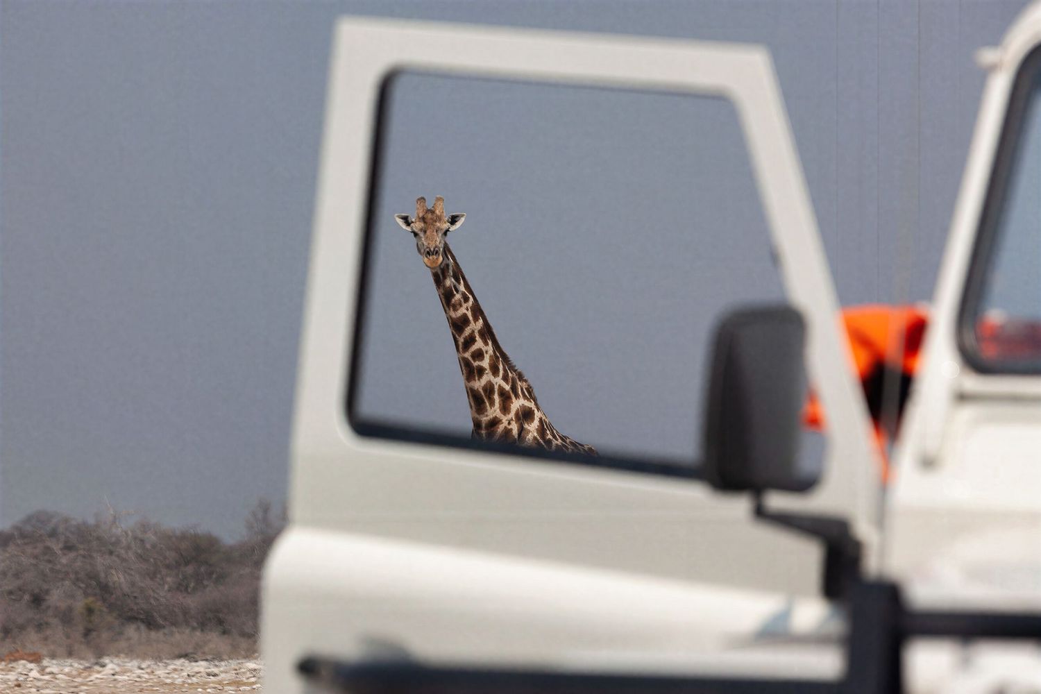 A giraffe peers through the window frame of a white safari vehicle in an African national park.