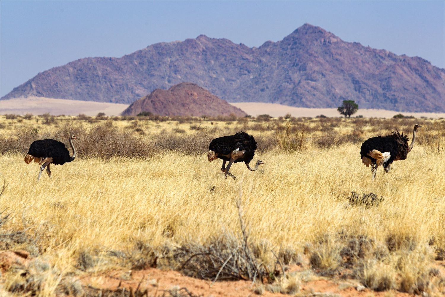 Three ostriches run through golden savanna grassland with rocky mountains visible in the background in Namibia.