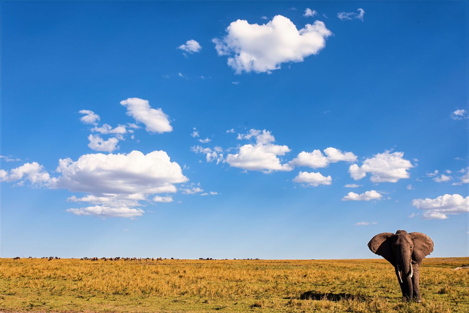A lone elephant walks across a vast golden savanna under a bright blue cloudy sky.