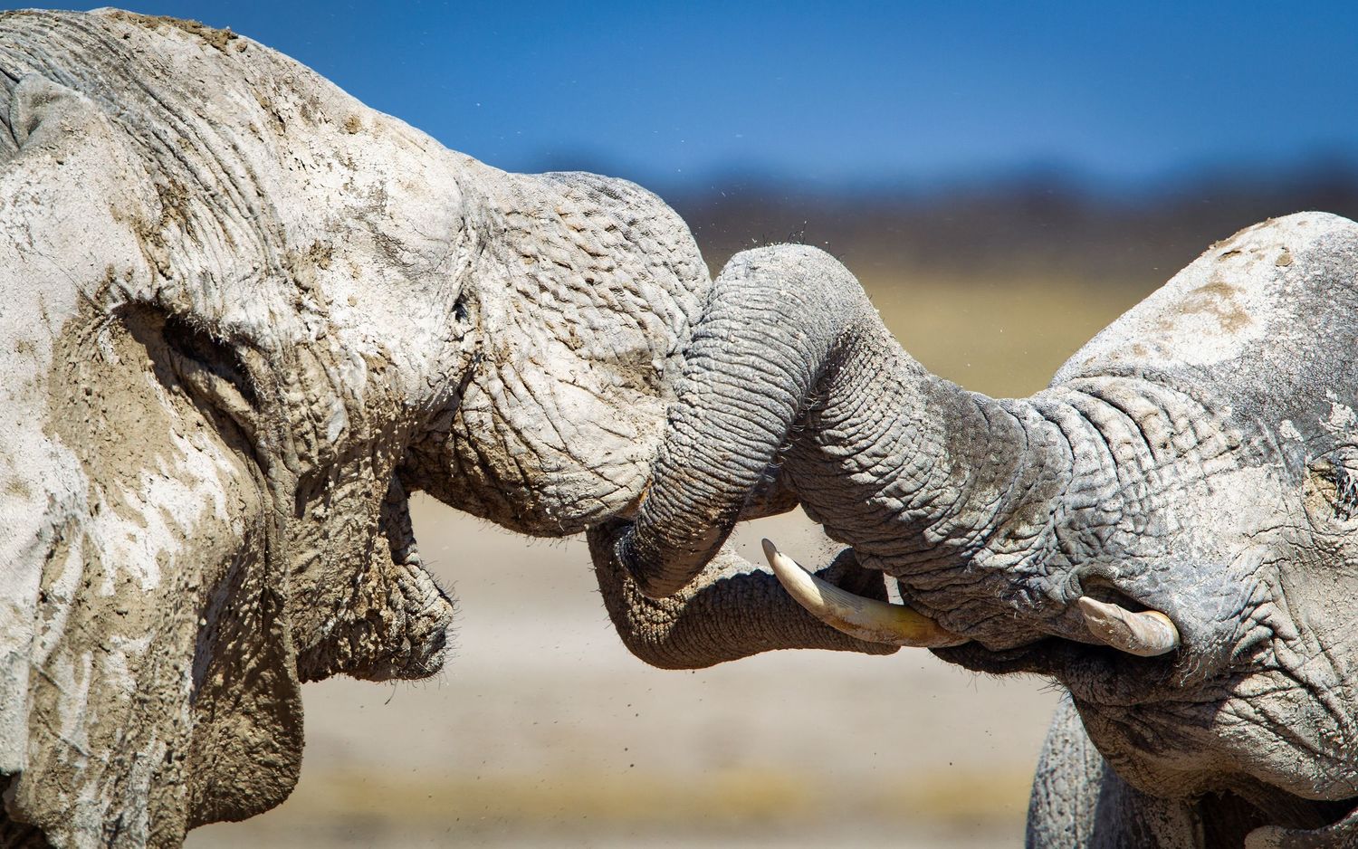 Close-up of two African elephants intertwining trunks in a greeting or sparring interaction in Etosha, Namibia.