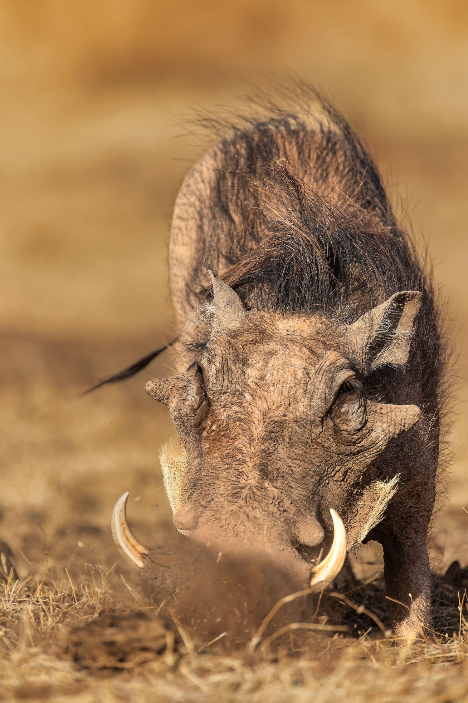 Close-up of a warthog rooting in dry African savanna dirt, showcasing its curved tusks and coarse fur.