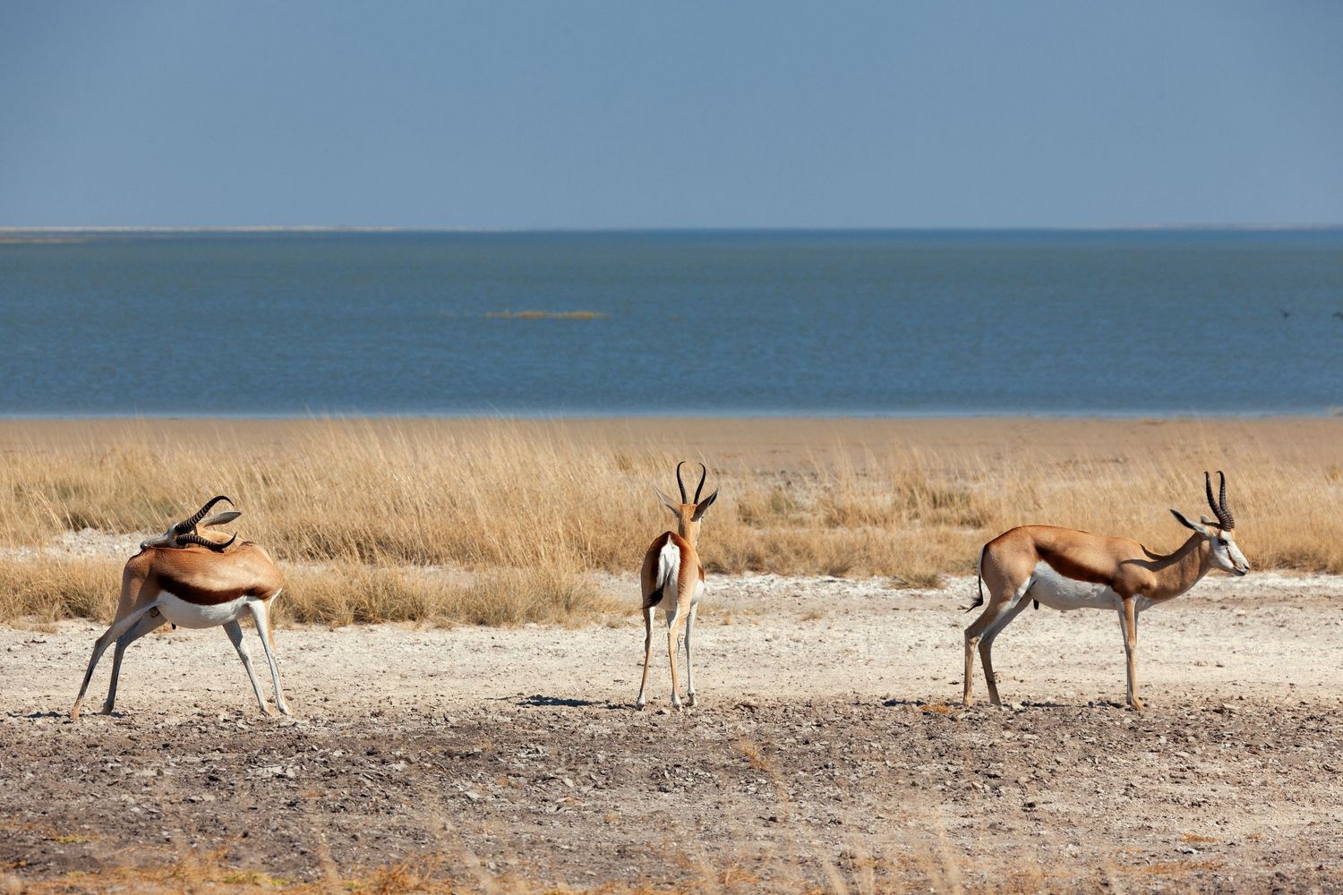 Three springbok antelopes near the shimmering waters edge of Etosha Pan salt lake in golden grasslands, Namibia.