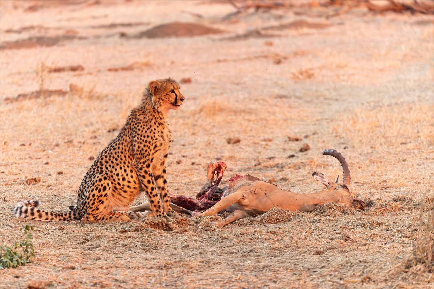 A cheetah feeding on a kill in the golden light of the African savanna.