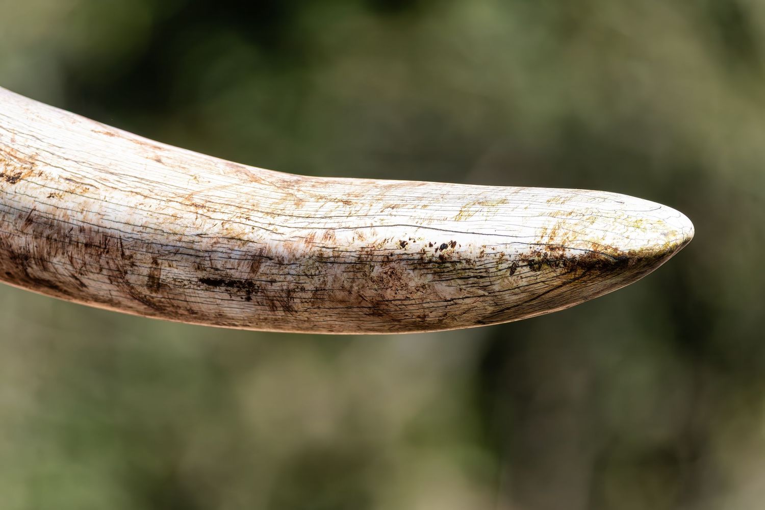 Close-up of a weathered elephant tusk tip showing natural texture and markings against a blurred background.