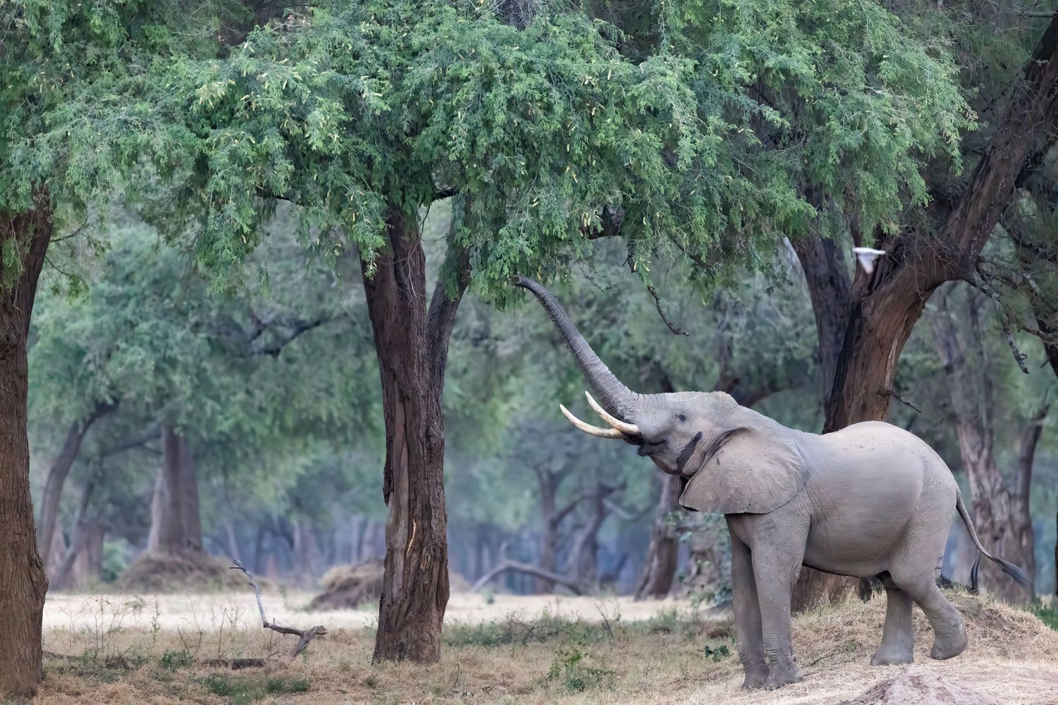 An African elephant reaches its trunk up to feed on green leaves from a tall tree in a lush woodland safari setting.