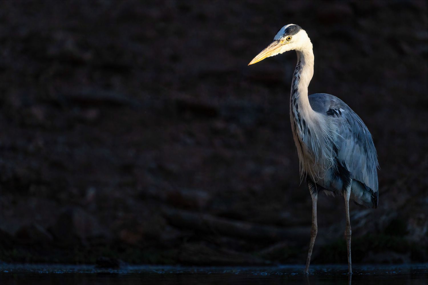 A great blue heron stands in shallow water against a dark background in dramatic low-light conditions.