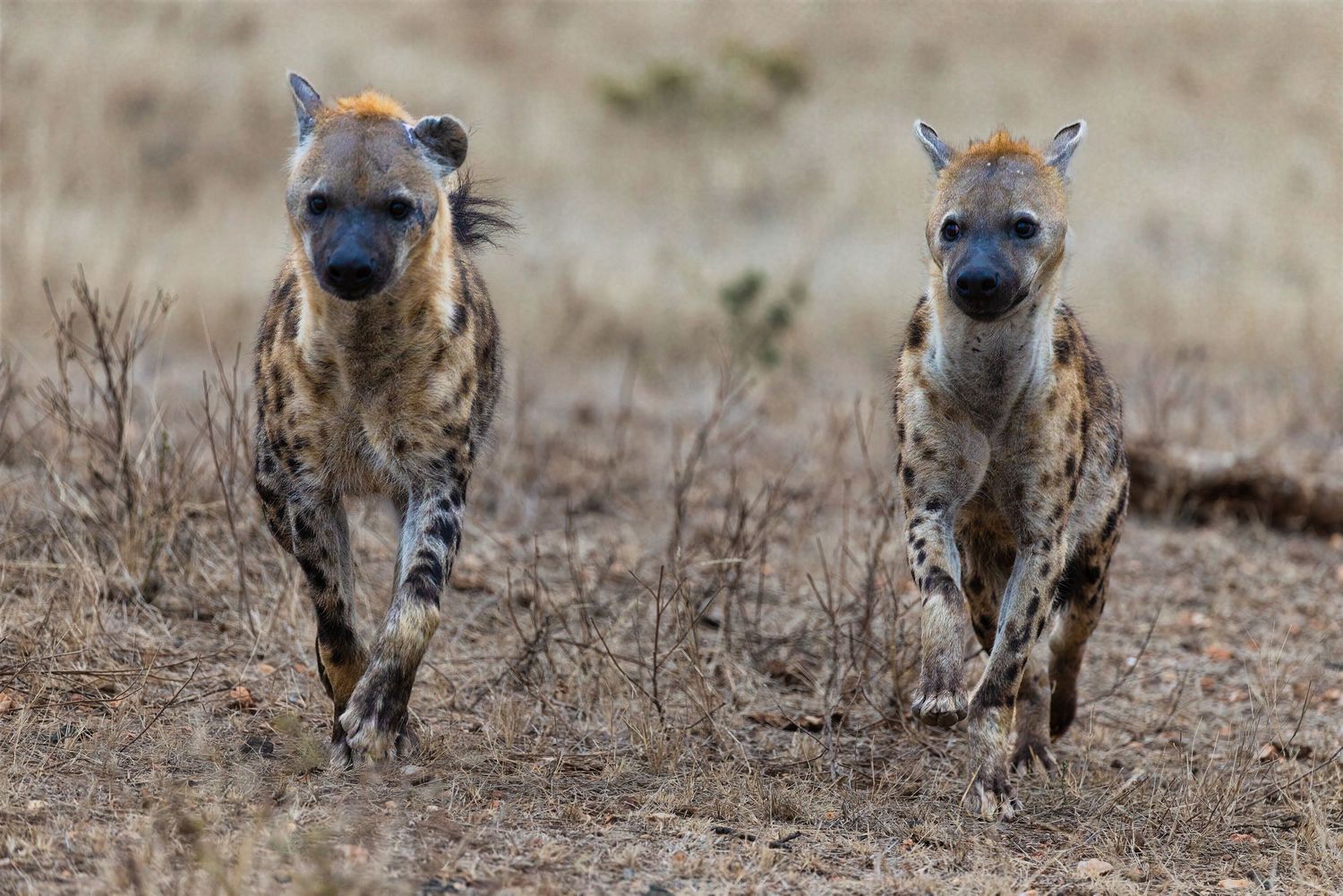 Two spotted hyenas running across dry African savanna grassland in the wild.