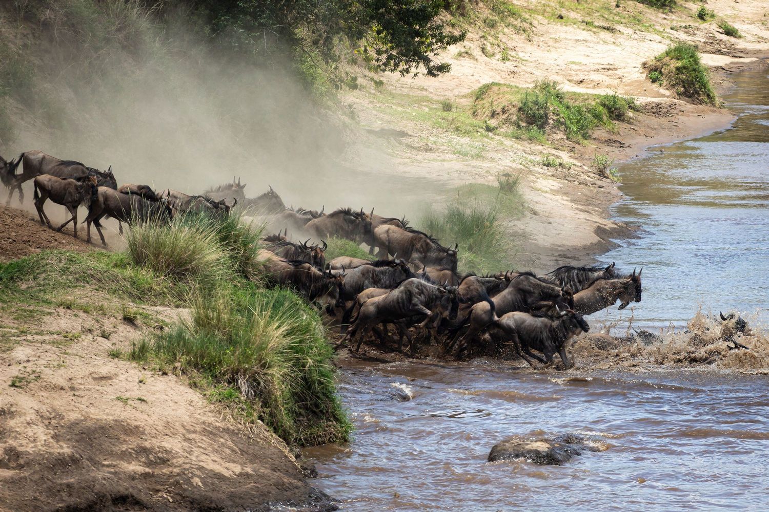 A massive wildebeest herd crosses a dusty river during the great African migration.